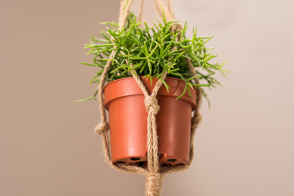 tips memilih pot bunga gantung